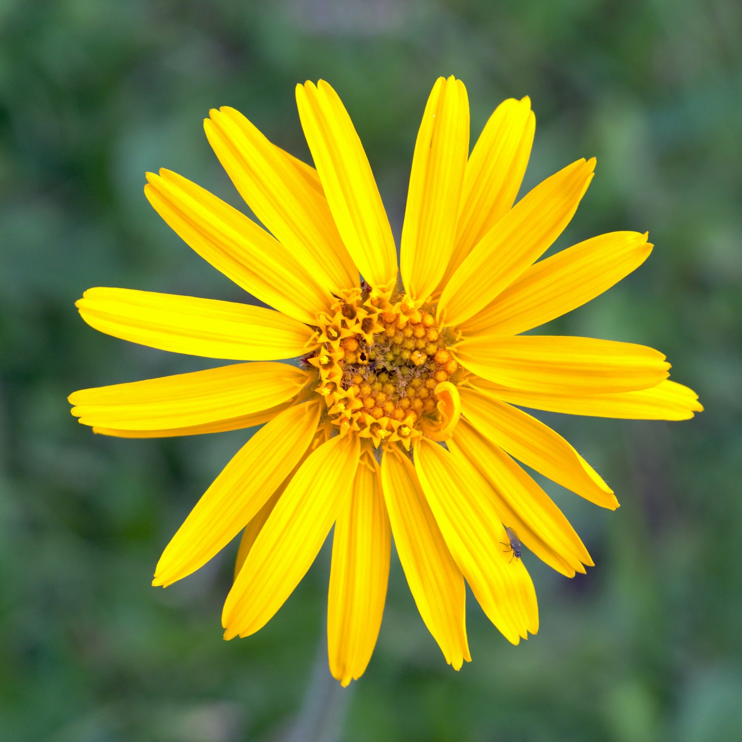 Fleur d’arnica jaune, l’un des ingrédients naturels clés du baume chauffant IZOM Athlétique, reconnu pour sa préparation musculaire.