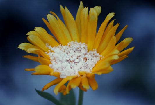 Fleur d'arnica